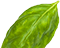 half-leaf